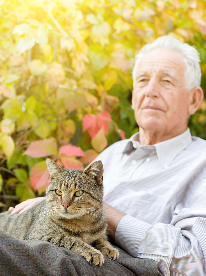 Elder Care Delray Beach FL - Elder Care: Reasons Why Cats Are The Purrfect Companions For Seniors